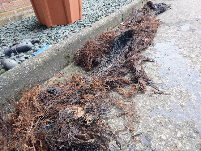 Tree Roots Removed From Drain